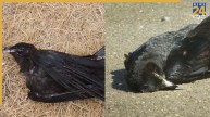 Dead crow found in Chennai
